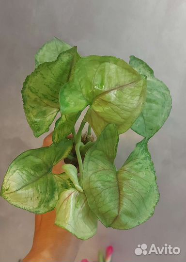 Сингониумы