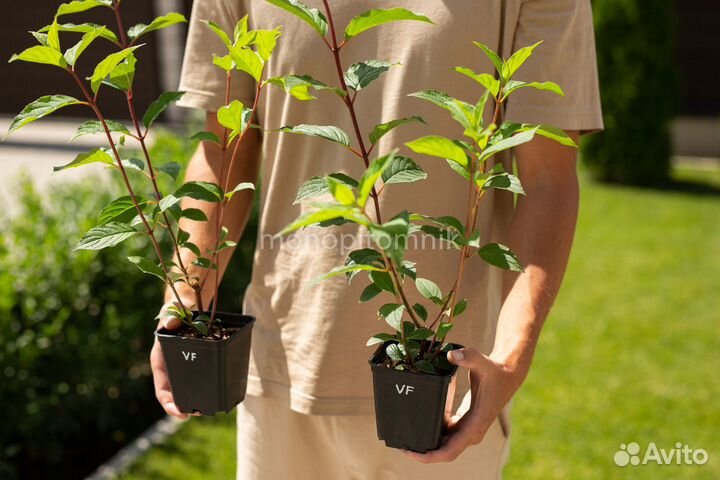 Гортензия метельчатая Vanille Fraise P9