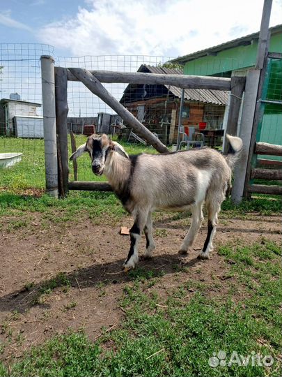 Козочки молодые
