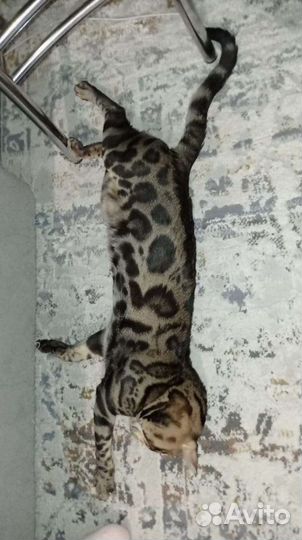 Бенгальский кот. Вязка