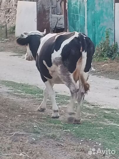 Первотёлка