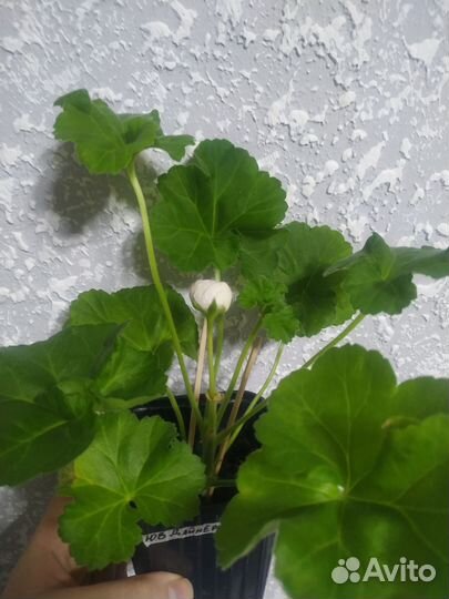 Герань пеларгония юв Дайнерис