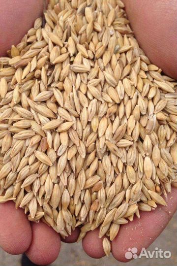 Ячмень(Арпа)