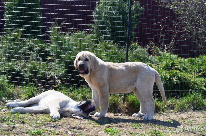 Испанский мастиф