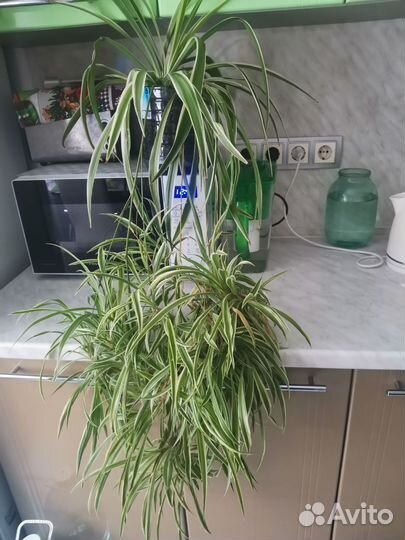 Комнатные растения цветы