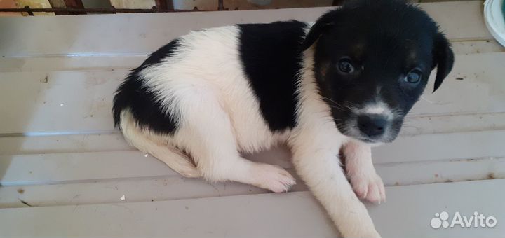 А как Вам эта девочка