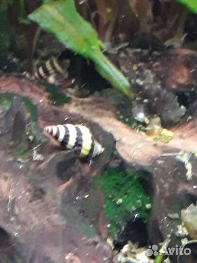 Хищные улитки Хелена