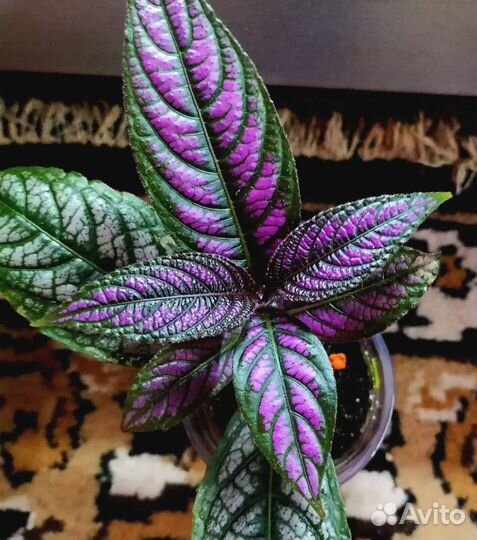 Комнатные цветы