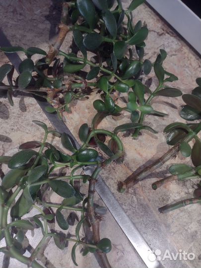 Денежное дерево толстянка крассула