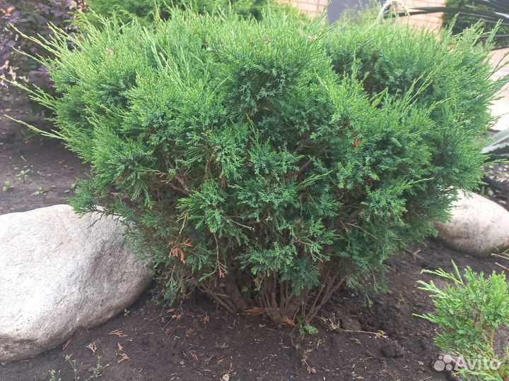 Можжевельник