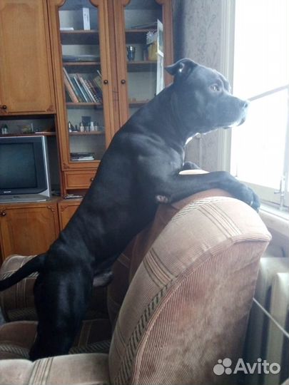 Вязка. амстафф