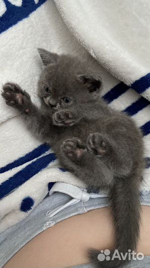 Шотландские котята