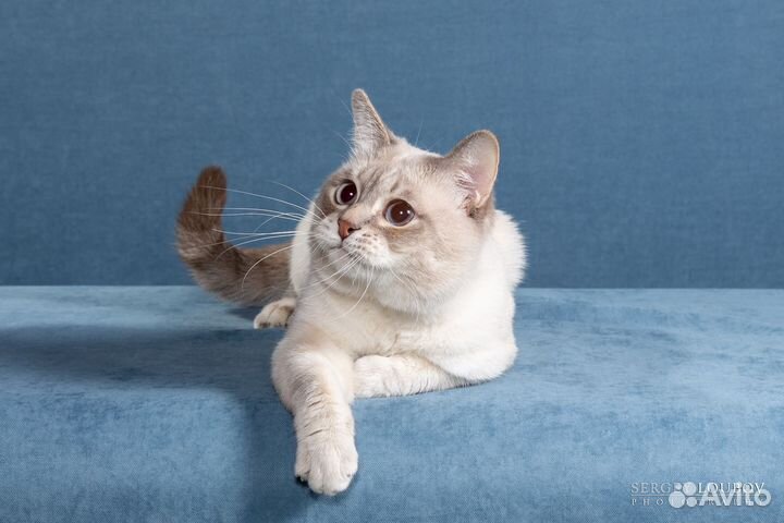 Кошки породистые