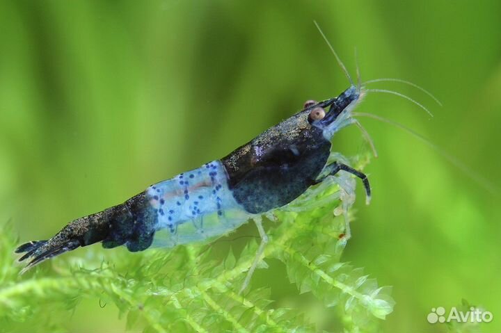 Креветка Неокаридина синяя, желтая, вишня
