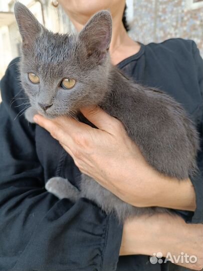 Котёнок Британец