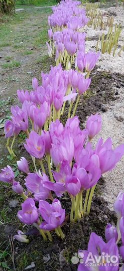 Безвременник