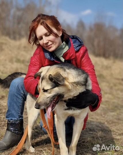 Метис овчарки Грей ищет дом