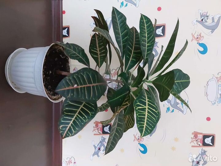 Кодиеум кротон (высота 55 см)