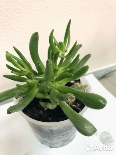 Крассула хоббит