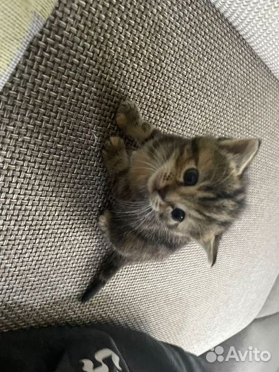 Шотландская вислоухая