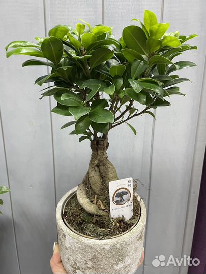 Бонсай -японское дерево