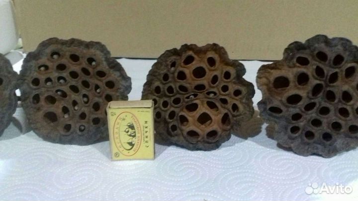 Коробочки лотоса