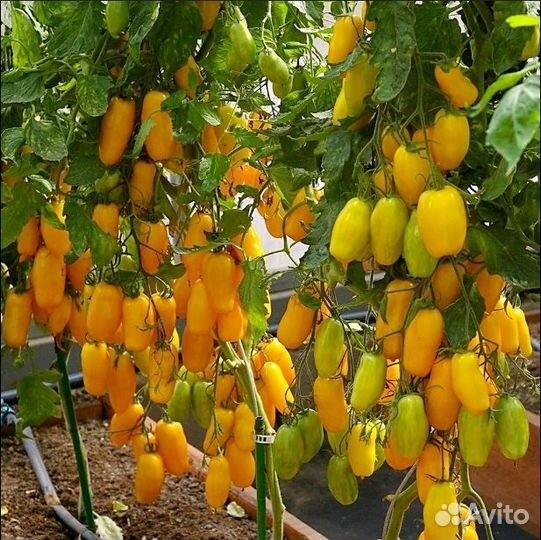 Семена суперурожайного томата Банановые Ноги