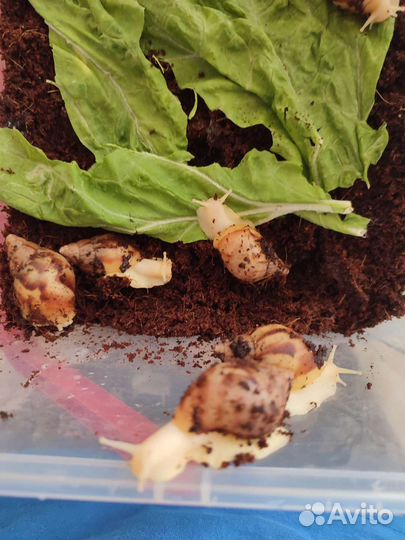 Улитки ахатины