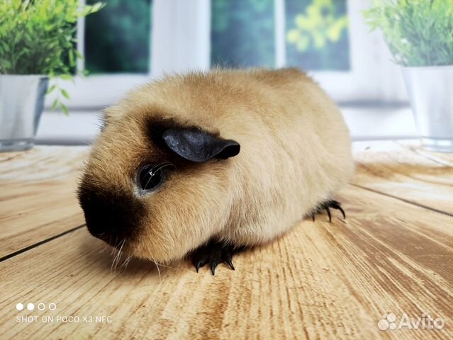 Морские свинки Разных пород