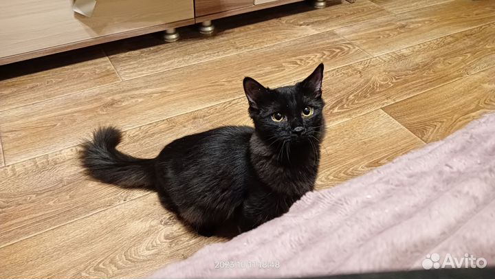 Котики и кошечки
