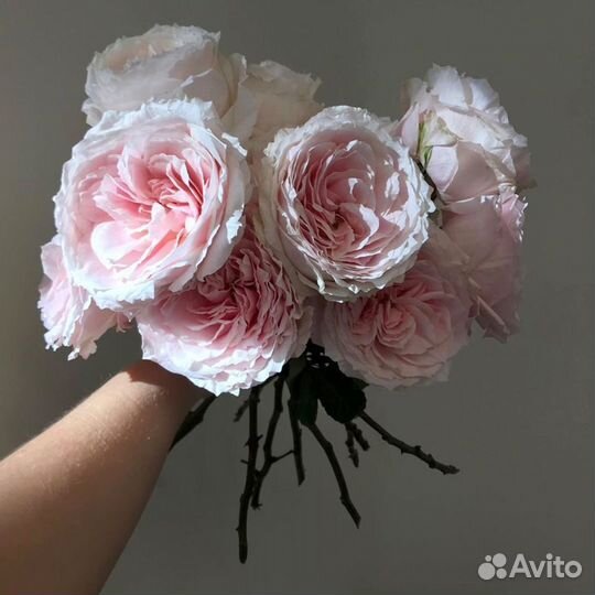 Букет из пионовидных роз