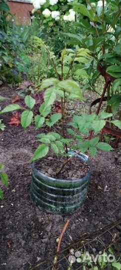 Саженцы кампсиса