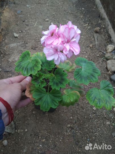 Пеларгония зональная