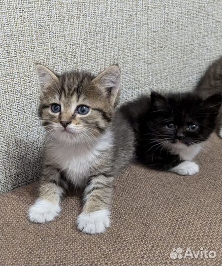 Отдам в добрые руки замечательных котят