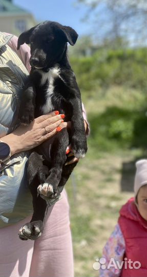 Щенок девочка мальчик черный