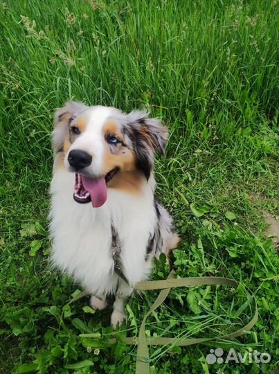 Щенки аусси