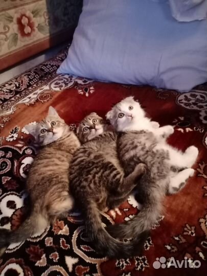 Вислоухие котята