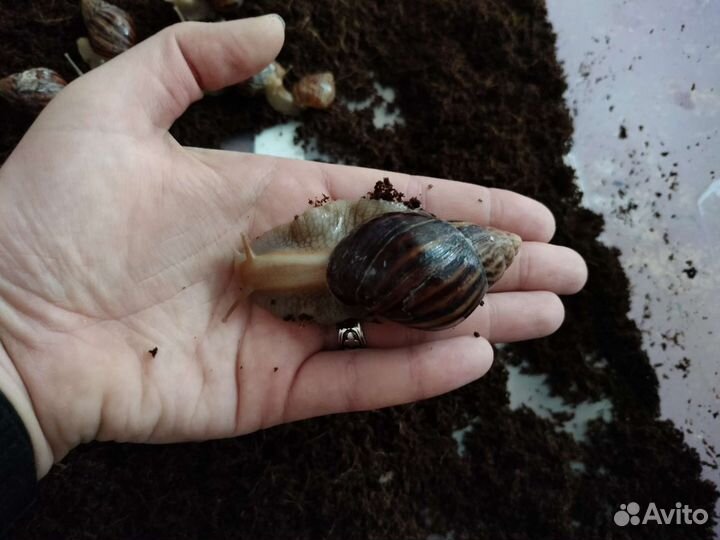 Улитка ахатина иммакулята