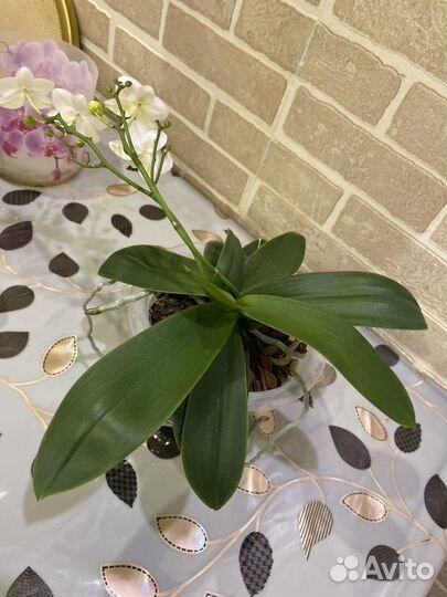 Орхидея фаленопсис