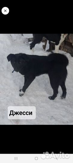 Молодые собаки