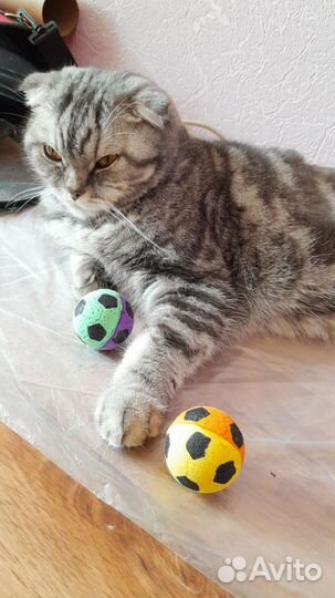 Вязка с Шотландской (вислоухой)