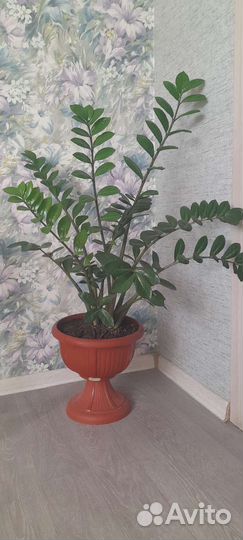 Замиокулькас