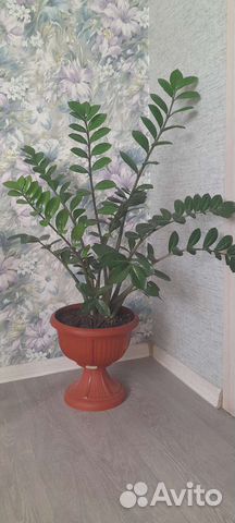 Замиокулькас