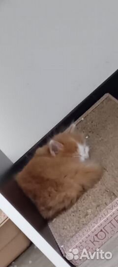 Котята отдам в добрые руки бесплатно