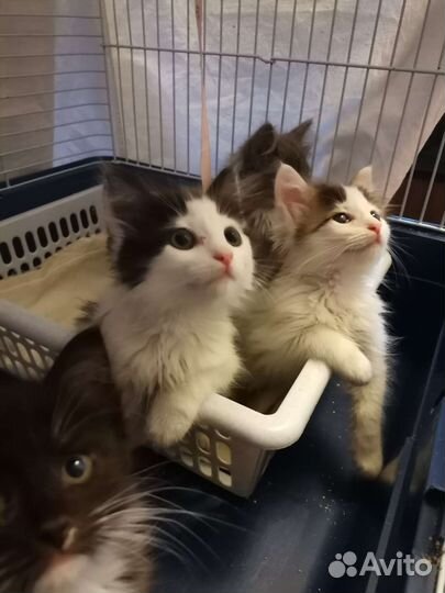 Очень ласковый котенок