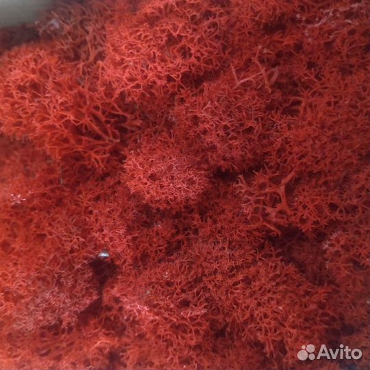 Стабилизированный мох