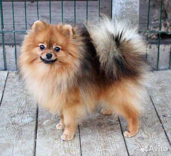 Яркий соболиный шпиц