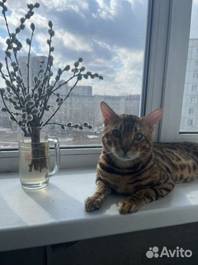 Бенгальский кот вязка