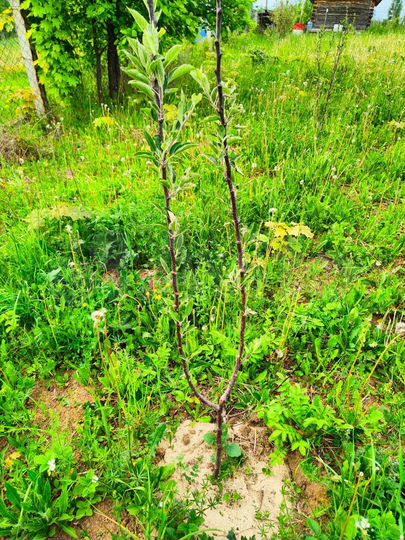 Участок 6 сот. (СНТ, ДНП)