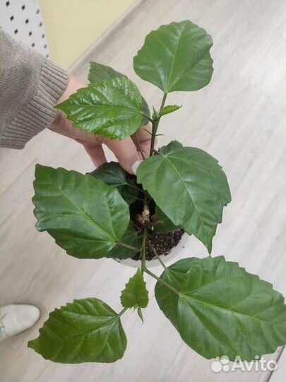 Роза комнатная махровая